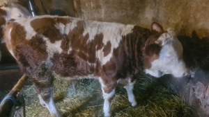 Vand vitel 370kg - imagine 5