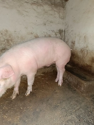 Vierus Landras -Duroc