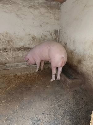 Vierus Landras -Duroc - imagine 2