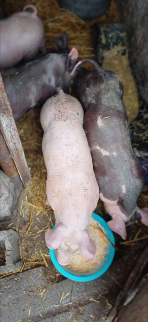 Vând purcei 8 sapt ,rasă Pietran Belgian - imagine 2