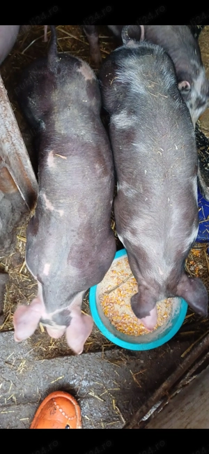 Vând purcei 8 saptamani rasă Pietran Belgian