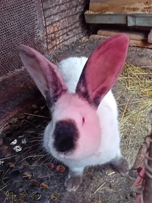 Vind pui uriași Transilvania virsta 3 luni - imagine 5