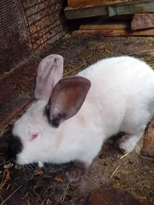 Vind pui uriași Transilvania virsta 3 luni - imagine 3