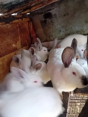 Vind pui uriași Transilvania virsta 3 luni - imagine 4