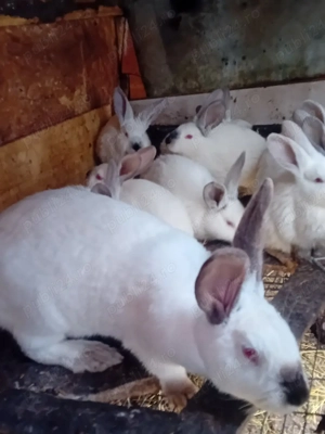 Vind pui uriași Transilvania virsta 3 luni - imagine 2