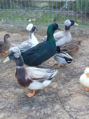 Rațe Cayuga  - imagine 4