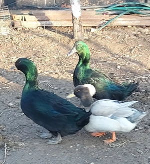 Rațe Cayuga  - imagine 2