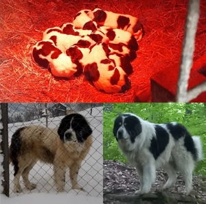 Catei Ciobanesc de Bucovina