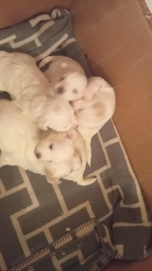 De vânzare bichoni maltez  - imagine 3