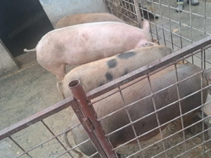 Disponibil porci greutate între 90-150kg - imagine 2