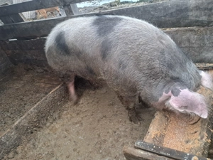 Disponibil porc de 300+kg - imagine 3