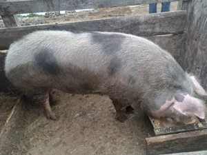 Disponibil porc de 300+kg - imagine 2