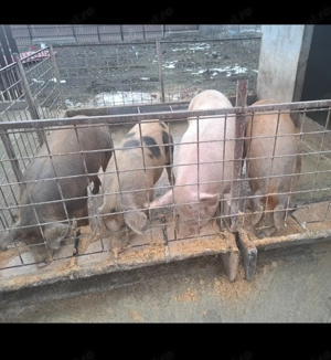Disponibil porci greutate între 90-150kg - imagine 4