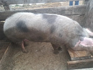 Disponibil porc de 300+kg - imagine 4