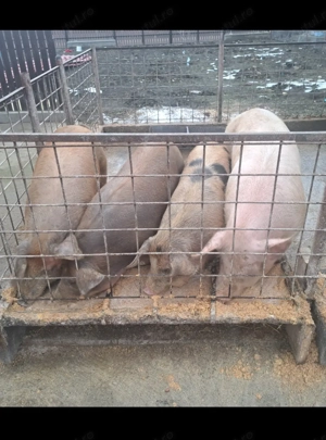 Disponibil porci greutate între 90-150kg - imagine 3
