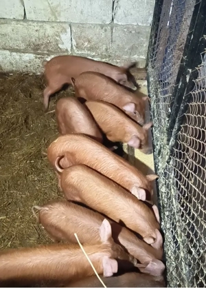 Vand porci rasa Duroc - imagine 2