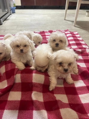 catei bichon mini Toy - imagine 2