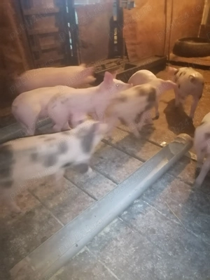 De vanzare - imagine 2