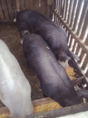 Vând 7porci,2vieri și 5purcele - imagine 2