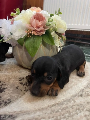 Teckel rasa pura - imagine 4