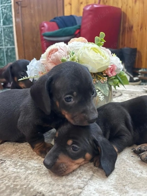 Teckel rasa pura - imagine 5