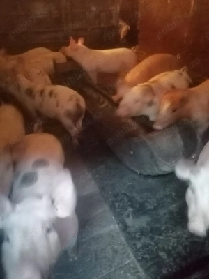 De vanzare - imagine 2