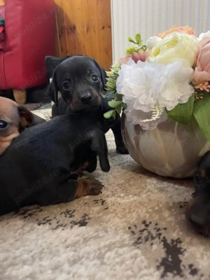 Catei teckel  - imagine 4