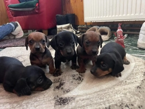 Catei teckel  - imagine 3