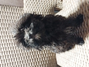 catel bichon toy - imagine 3