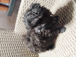 catel bichon toy - imagine 2