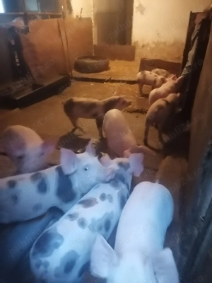 De vanzare - imagine 5