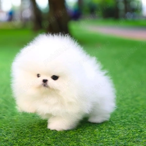 Pomeranian Alb|Baby Doll Face|Pedigree FCI|Dimensiune Mică Reală
