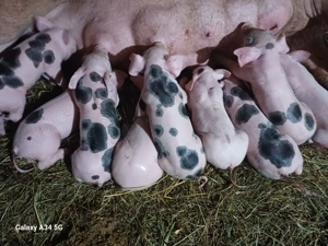 vand scroafa cu purciei