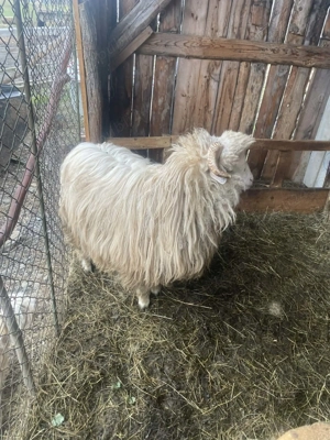 Vând berbecuț , detalii la nr de telefon  - imagine 2