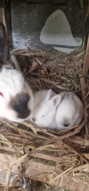 Iepuri Californieni  - imagine 3