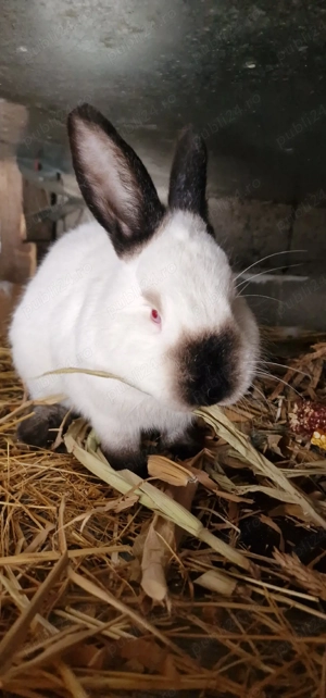 Iepuri Californieni  - imagine 2