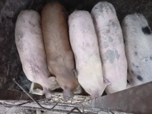 Vand purcei  - imagine 4