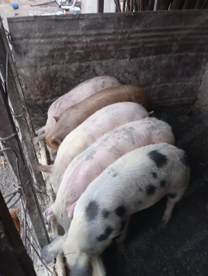 Vand purcei  - imagine 5