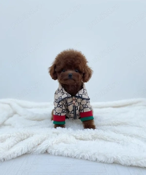 Pudel Toy Mini | Red Intens | Pedigree FCI | Dimensiuni Reale - imagine 3