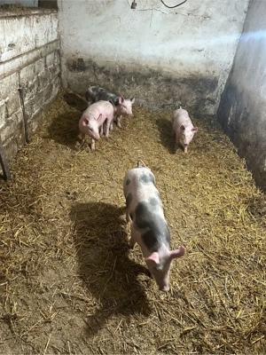 Purcei 8 saptamani - imagine 2