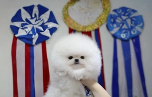 Pomeranian Alb|Baby Doll Face|Pedigree FCI|Dimensiune Mică Reală - imagine 5