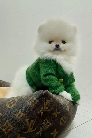 Pomeranian Alb|Baby Doll Face|Pedigree FCI|Dimensiune Mică Reală - imagine 3