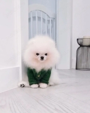 Pomeranian Alb|Baby Doll Face|Pedigree FCI|Dimensiune Mică Reală - imagine 2