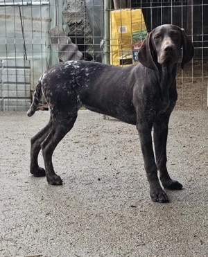 Femela Brac German - imagine 2