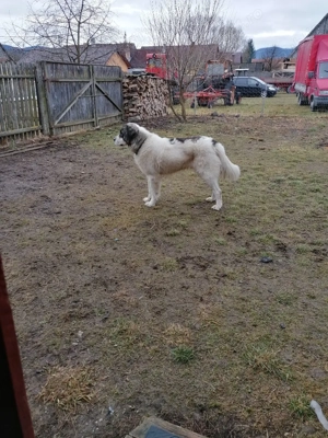 Schimb cu oi - imagine 2