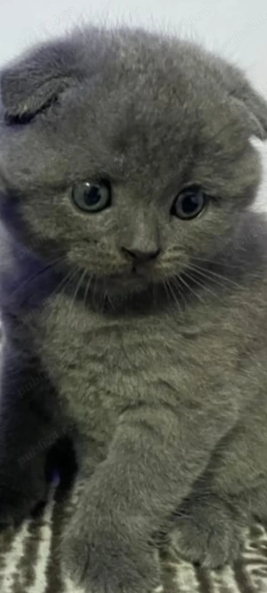 Scottish fold mascul - imagine 2