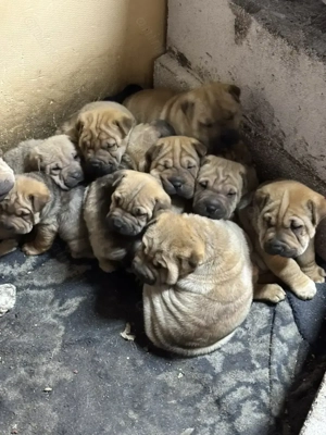 Shar pei în căutare de iubire  - imagine 3
