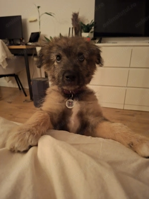 Donez catelusa metis 4 luni, talie medie