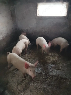 Porci soldani - imagine 3