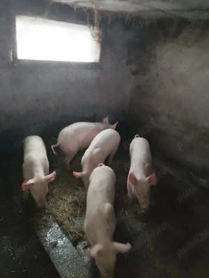 Porci soldani - imagine 2